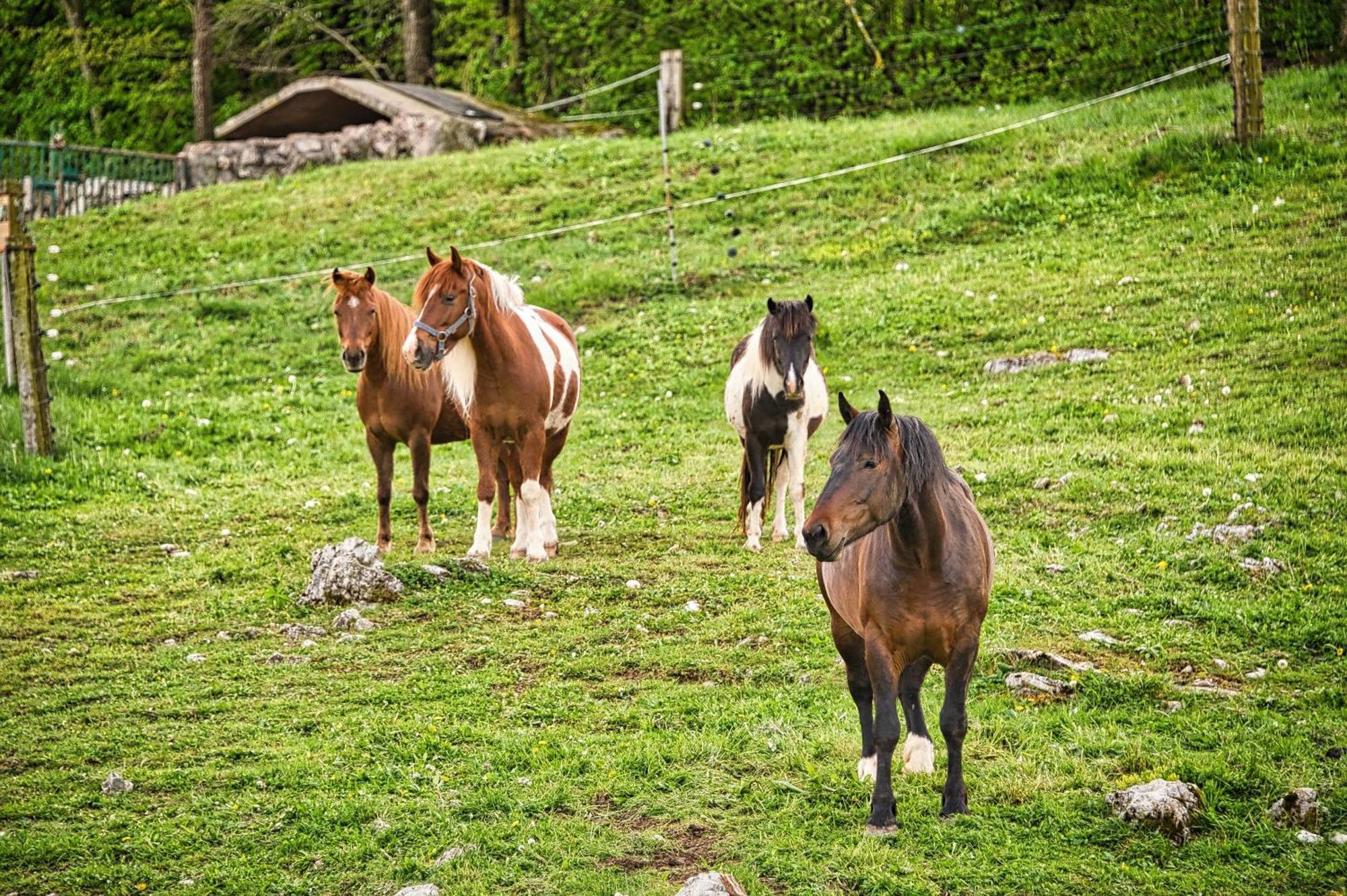 Appartement Farm Ana Visnja Gora