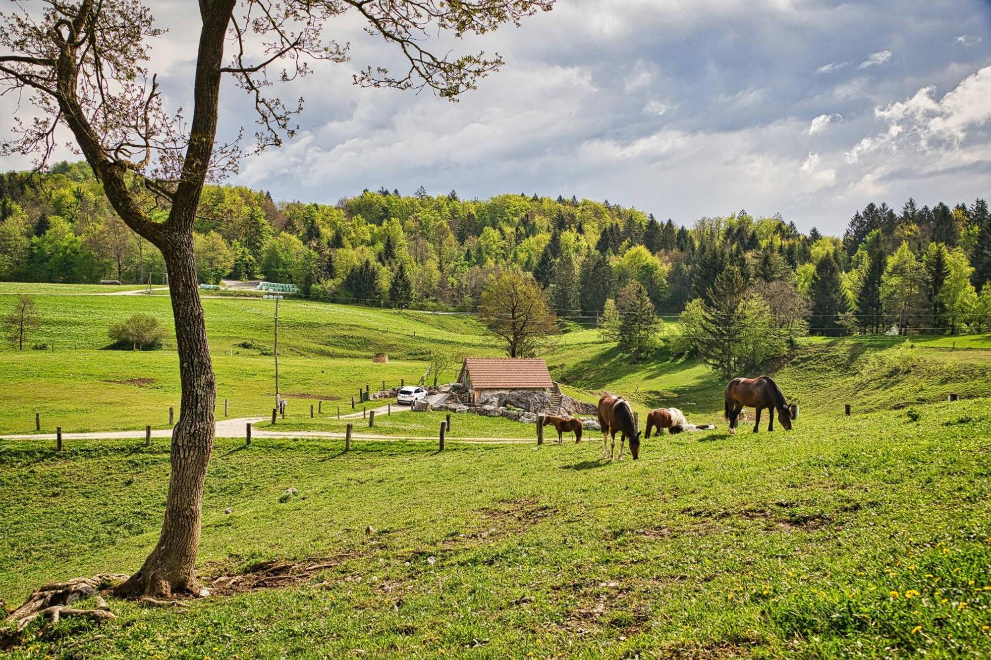 Appartement Farm Ana *