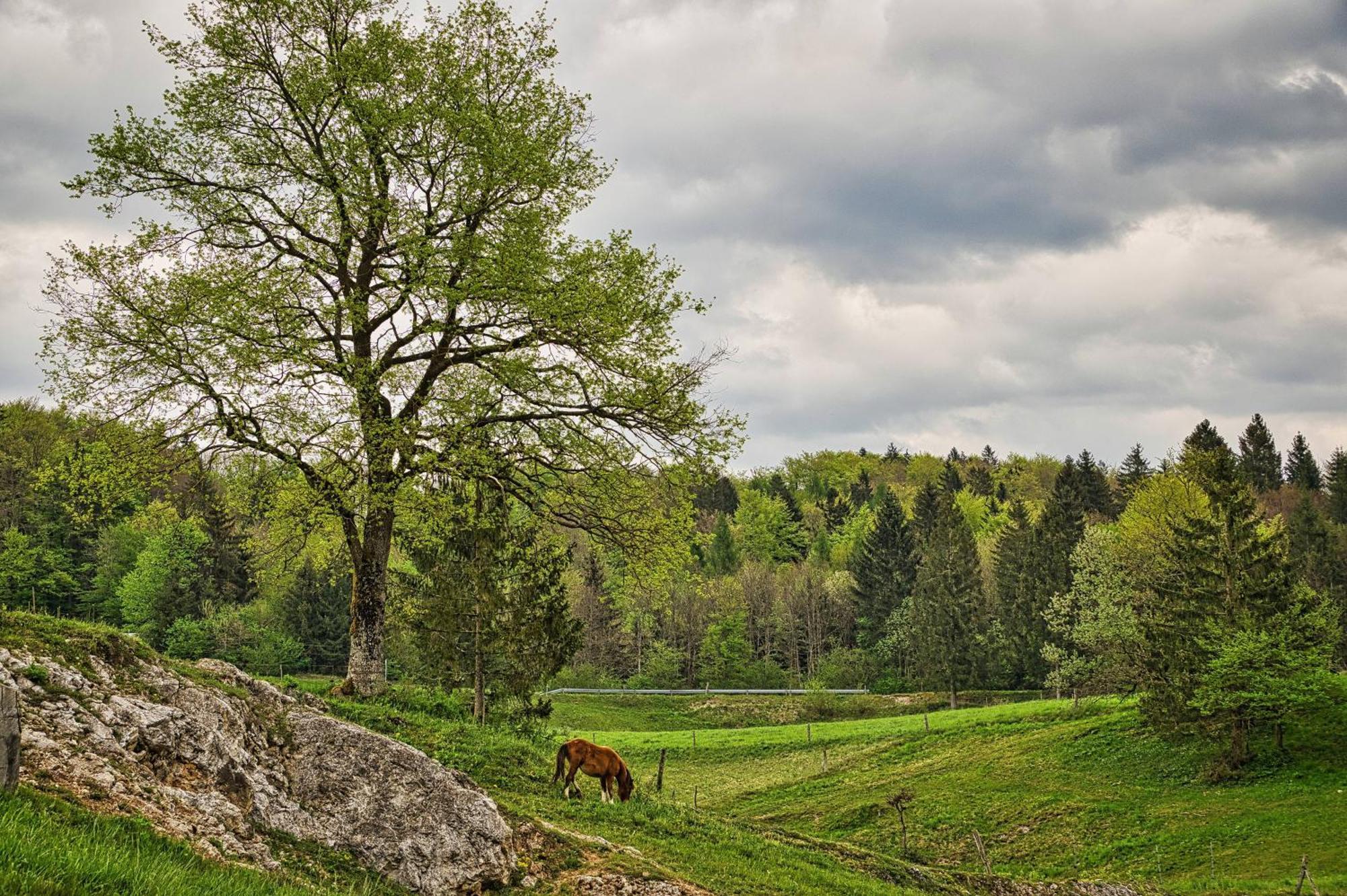 Farm Ana * Visnja Gora