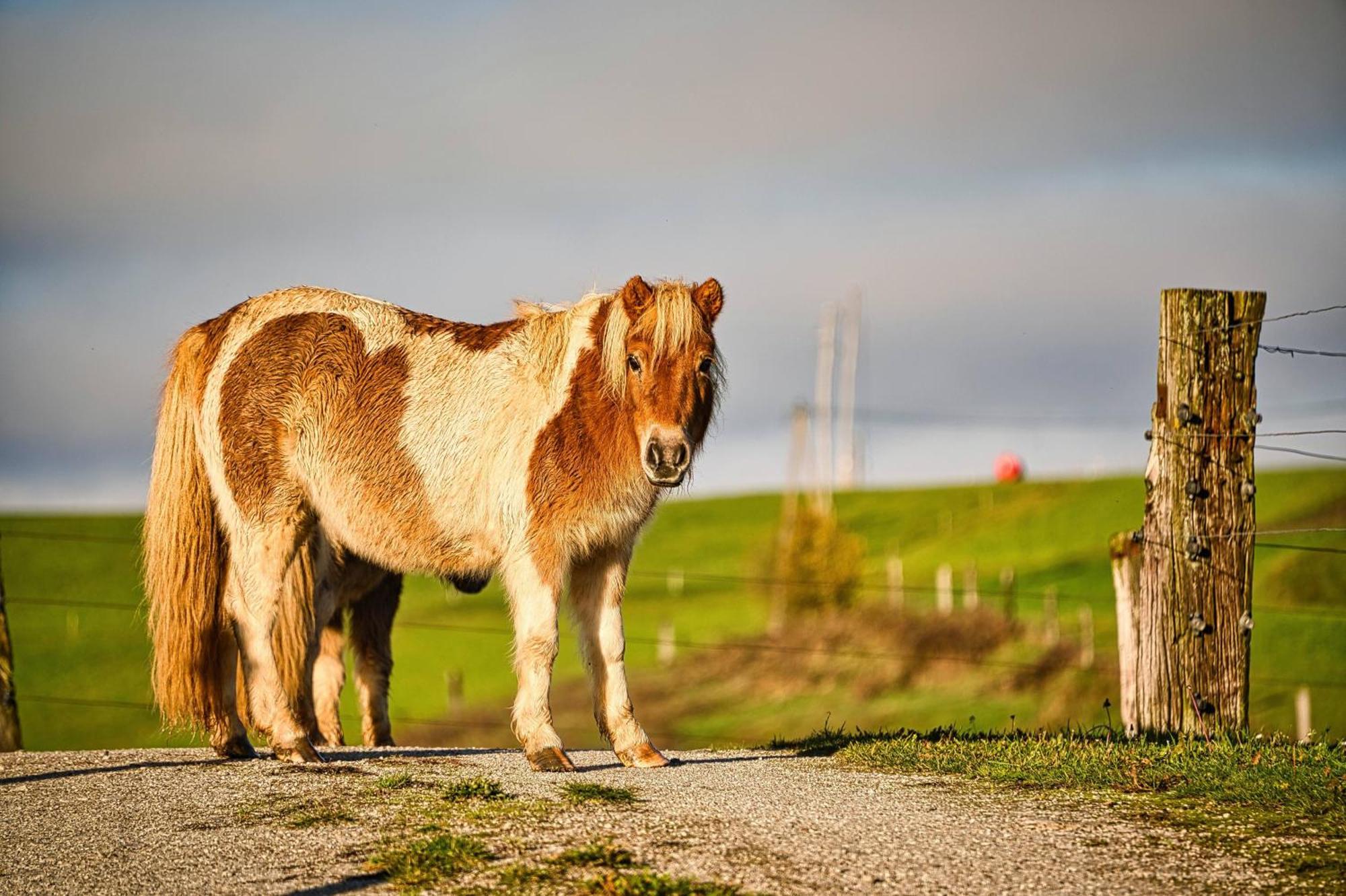 Farm Ana Visnja Gora